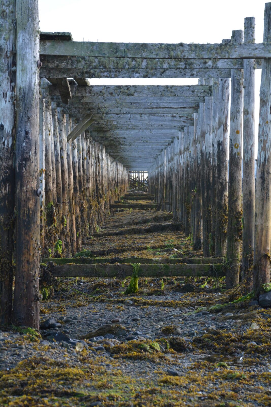 An old wooden pier with moss growing on it.