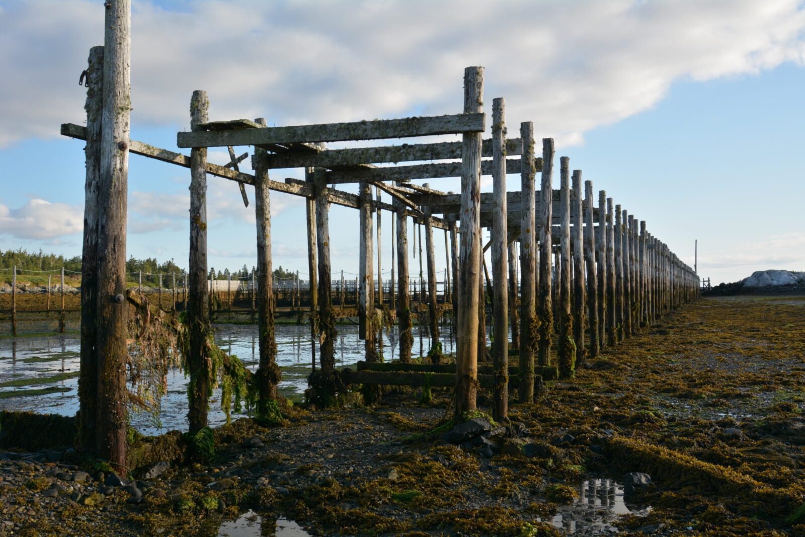 A wooden pier with moss growing on it.