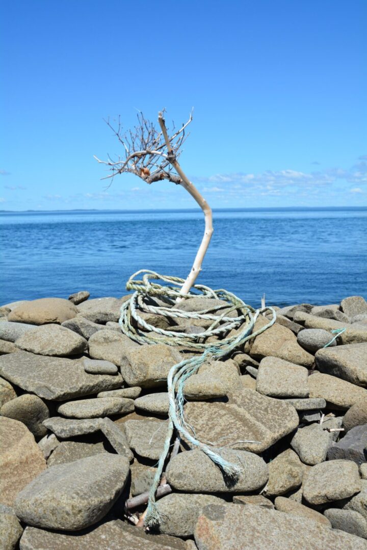 A lone tree sits on rocks near the ocean.