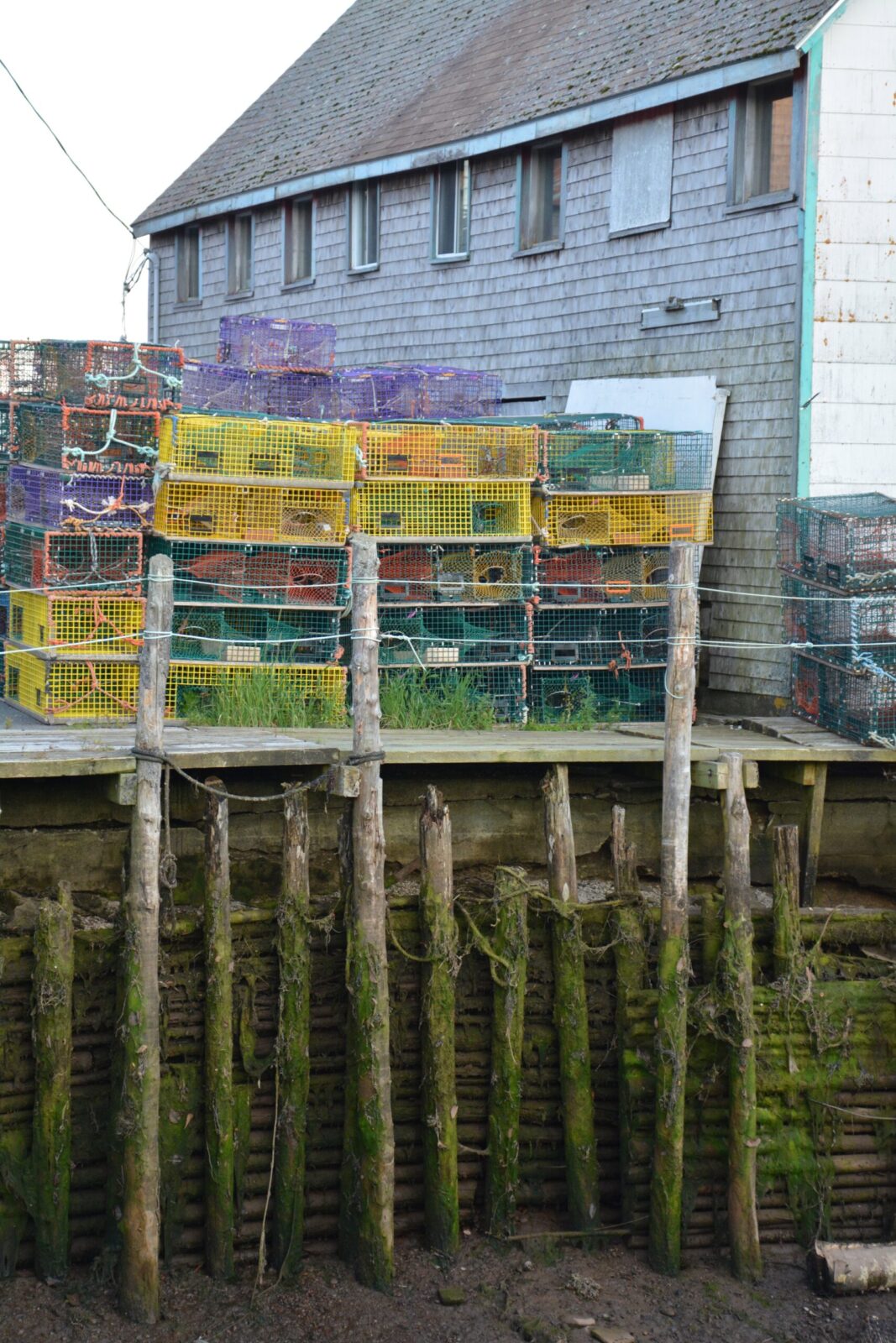 Crates of lobsters on a dock.