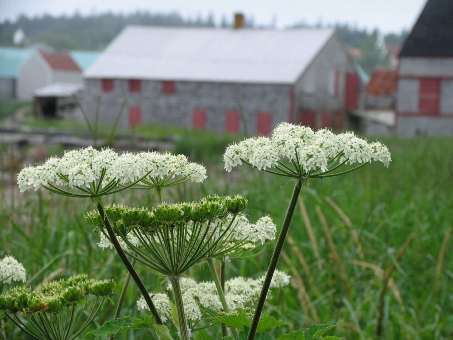 White flowers in front of a red barn.