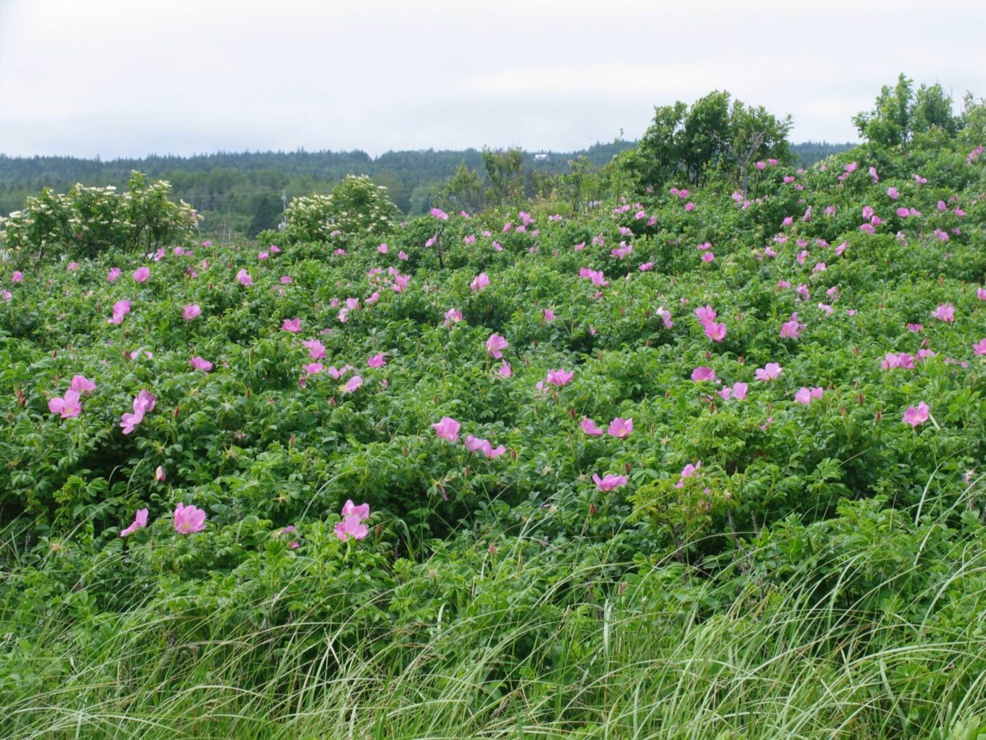 A field of pink flowers in the middle of a field.