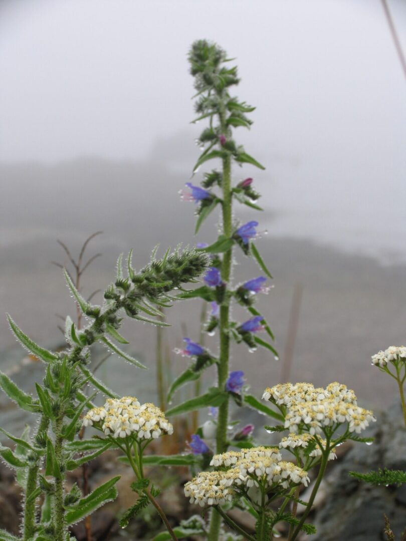 A plant with blue and white flowers on a foggy day.