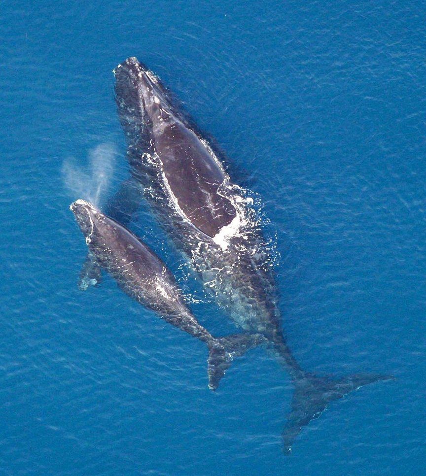 Two humpback whales swimming in the ocean.