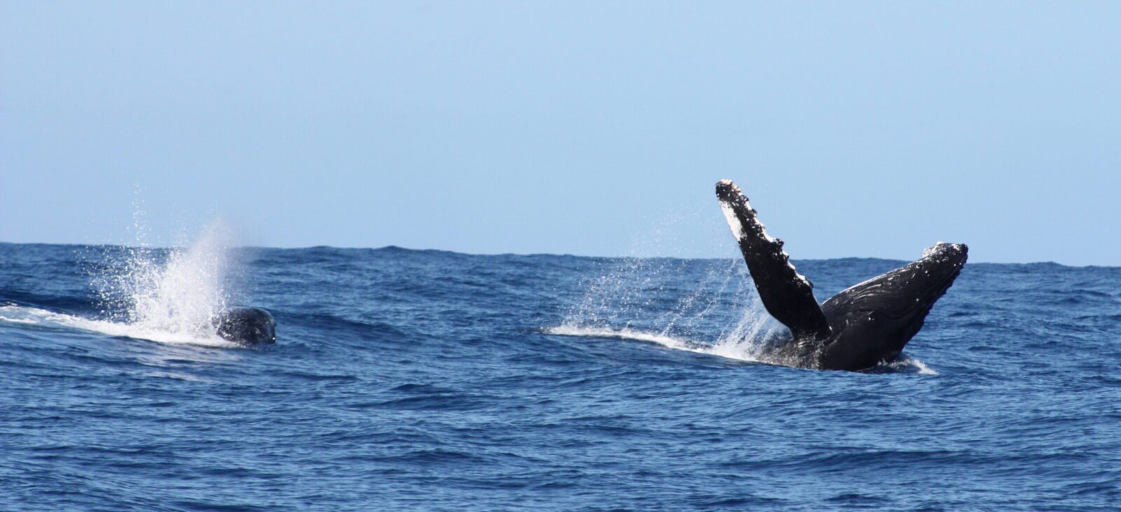 Two humpback whales breaching out of the water.
