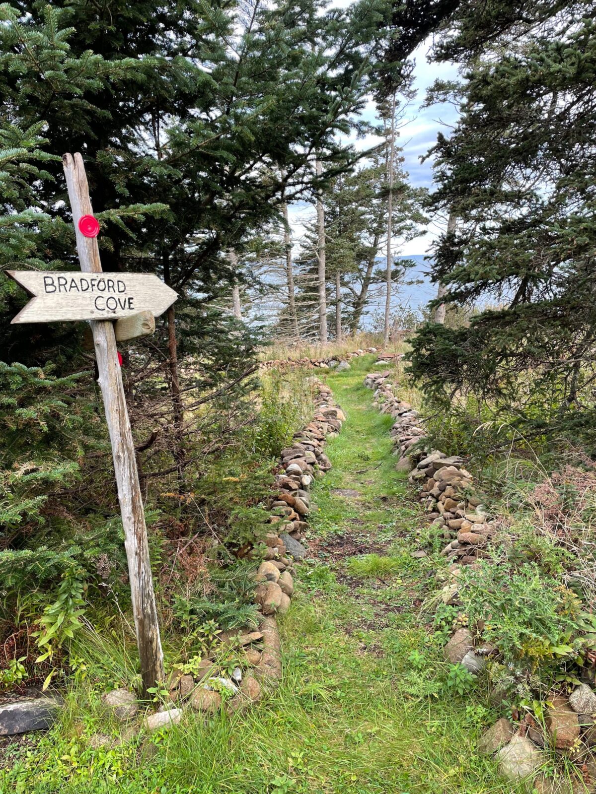 A sign pointing to a trail in the woods.